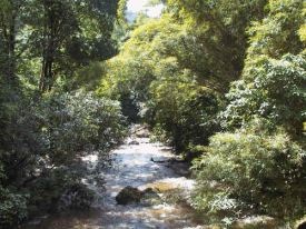 The Amani Nature Reserve