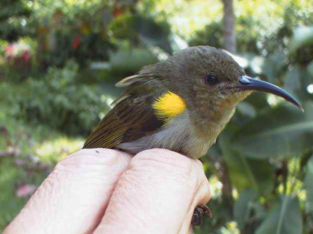 Olive Sunbird, Sep 29 1999 - Photo by Veli Pohjonen