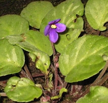 African Violet - Saintpaulia spp. Image by Veli Pohjonen 
